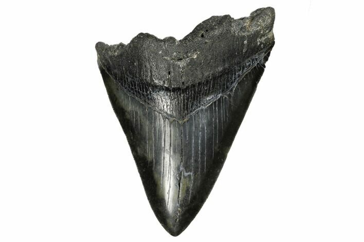 Bargain, Fossil Megalodon Tooth - South Carolina #170507
